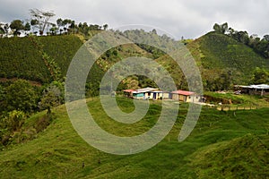 Coffee farm scenery in Salento