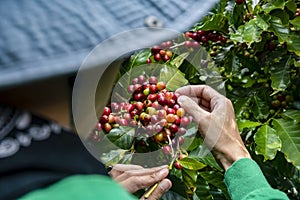 Coffee farmer picking ripe cherry beans, Fresh coffee bean in basket, Close up of red berries coffee beans