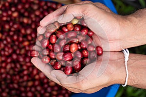 Coffee farmer picking ripe robusta coffee berries for harvesting