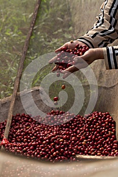 Coffee farmer picking ripe robusta coffee berries for harvesting