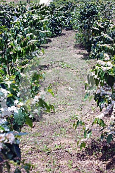 Coffee farms, coffee trees are blossoming