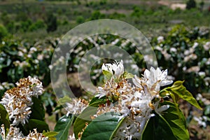 Coffee farms, coffee trees are blossoming part2