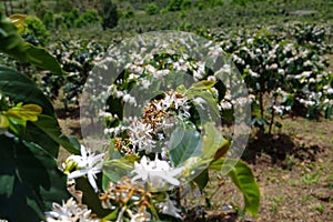Coffee farms, coffee trees are blossoming part3