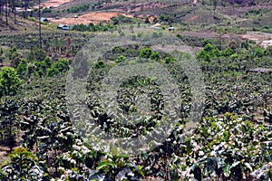 Coffee farms, coffee trees are blossoming part4