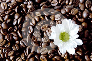 Coffee flower