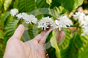 Coffee Flower Blooming On Tree