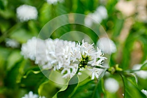 Coffee Flower Blooming On Tree