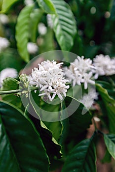 Coffee Flower Blooming On Tree