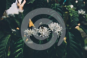 Coffee Flower Blooming On Tree