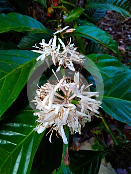 Coffee flower, is blooming with white petal and a little spread of red color in the bottom