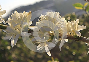 Coffee flower on coffee plantation