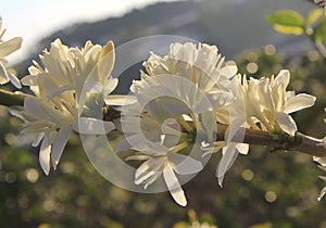 Coffee flower on coffee plantation photo