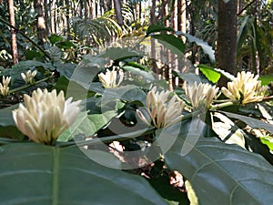 Coffee Flower