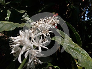 Coffee Flower