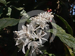 Coffee Flower