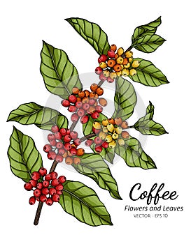 Coffee flower and leaf drawing illustration with line art on white backgrounds