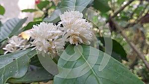 Coffee flowers blooming in the garden,Coffee plant