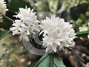 Coffee flowers blooming in the garden,Coffee plant