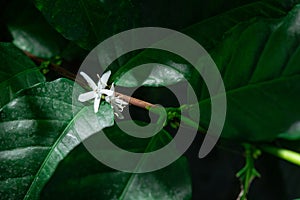 Coffee flowers and leaves on coffee plant in natural light