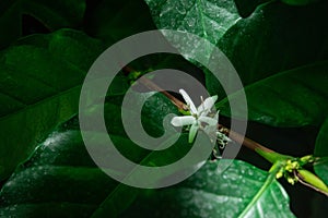 Coffee flowers and leaves on coffee plant in natural light