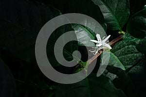 Coffee flowers and leaves on coffee plant in natural light