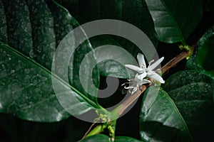 Coffee flowers and leaves on coffee plant in natural light