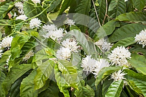 Coffee flowers on the plant