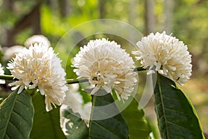Coffee flowers on the plant