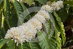 Coffee flowers on the plant