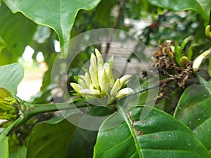 Coffee flowers are starting to appear photo