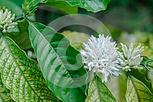 Coffee flowers that are still buds