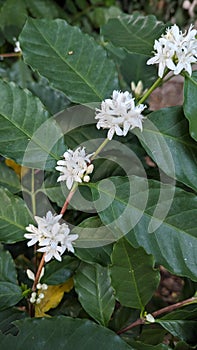Coffee flowers , white