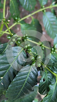Coffee fruit , green