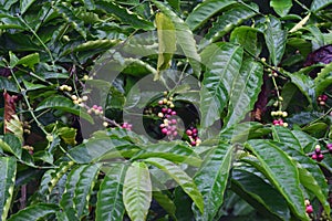 Coffee fruits and seeds on plant