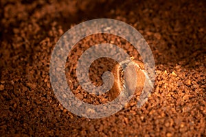 Coffee grain on the ground coffee.