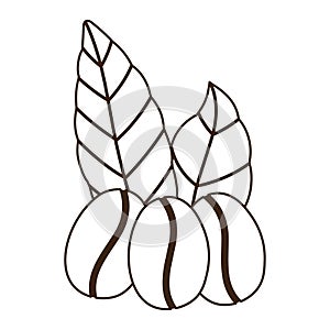 Coffee grains leaves organic nature line icon style