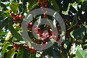 Coffee grains of varying degrees of ripeness on the branches of coffee bushes on a plantation in Costa Rica