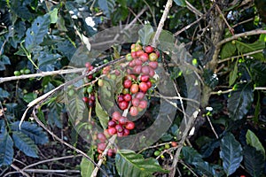 Coffee grains of varying degrees of ripeness on the branches of coffee bushes on a plantation in Costa Rica