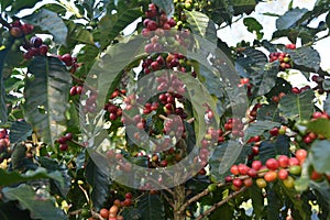 Coffee grains of varying degrees of ripeness on the branches of coffee bushes on a plantation in Costa Rica
