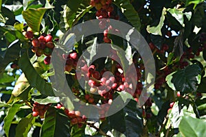 Coffee grains of varying degrees of ripeness on the branches of coffee bushes on a plantation in Costa Rica