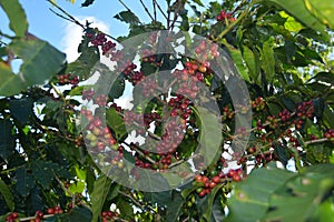 Coffee grains of varying degrees of ripeness on the branches of coffee bushes on a plantation in Costa Rica