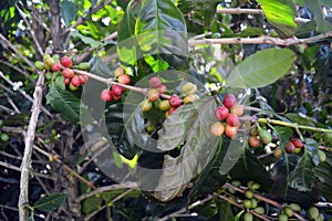 Coffee grains of varying degrees of ripeness on the branches of coffee bushes on a plantation in Costa Rica