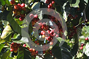 Coffee grains of varying degrees of ripeness on the branches of coffee bushes on a plantation in Costa Rica