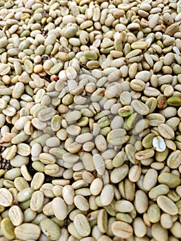 Coffee green beans from Agroforestry system