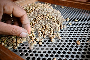 Coffee green beans robusta unroasted select by hand