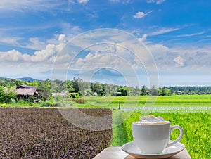 coffee with green paddy rice, glutinous rice, black sticky rice,viewpoint at the mountain, Loei province, Thailand fuji mountain.