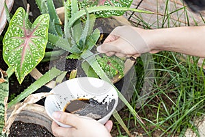 Coffee grounds being added to alovera plant as natural organic fertilizer rich in nitrogen for growth