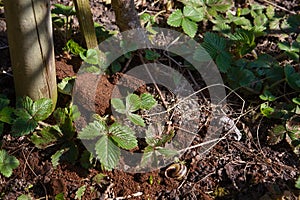 Coffee grounds from the coffee machine machine as a fertilizer