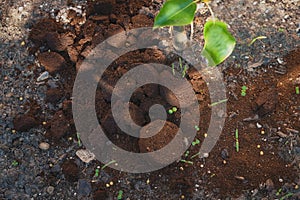 Coffee grounds from the coffee machine from the coffee machine as a fertilizer