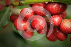 Coffee growing in Costa Rica